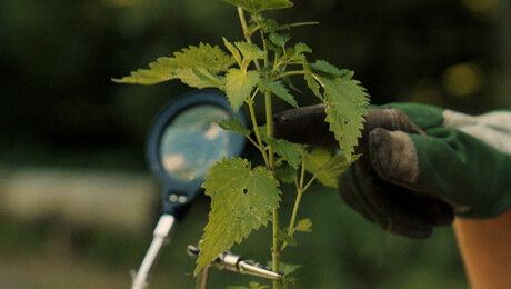 Waarom prikt een brandnetel?